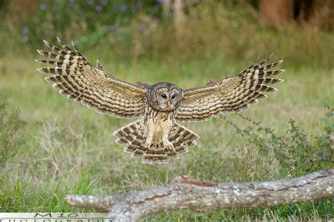 Barred Owl in flight | Barred owl, Owl, Nature photography