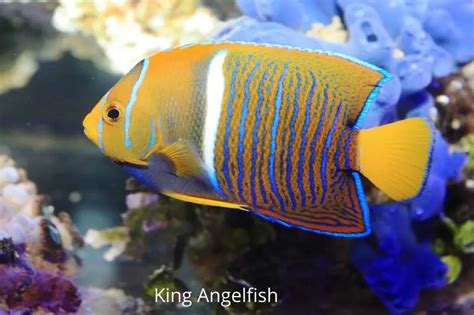 25 Most beautiful types of saltwater angelfish: sizes, diet