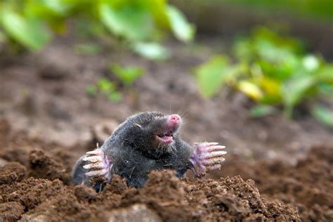 Controlling Moles & Voles With Pest Control