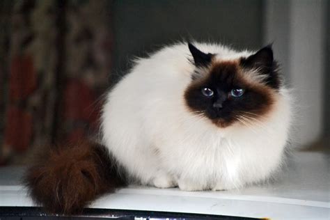 Birman Cat Info, History, Personality, Kittens, Diet, Picture