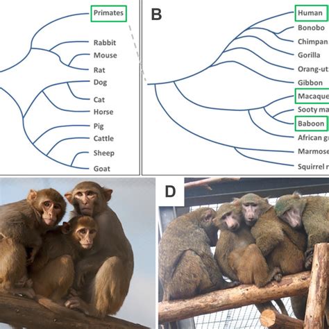 Non-human primates in basic and translational research. (A ...