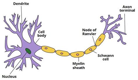 Parts Of A Neuron Anatomy