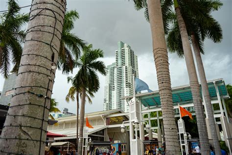 You Might See Fewer Palm Trees in Miami Beach - InsideHook