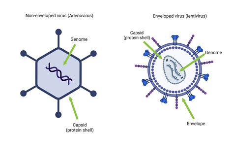 Viral Vectors 101: What is a Virus (and a Viral Vector)?