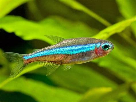 Green neon tetra - Alchetron, The Free Social Encyclopedia