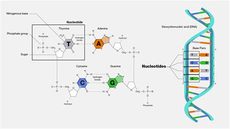 What Is The Genetic Makeup Of A Nucleotide - Mugeek Vidalondon