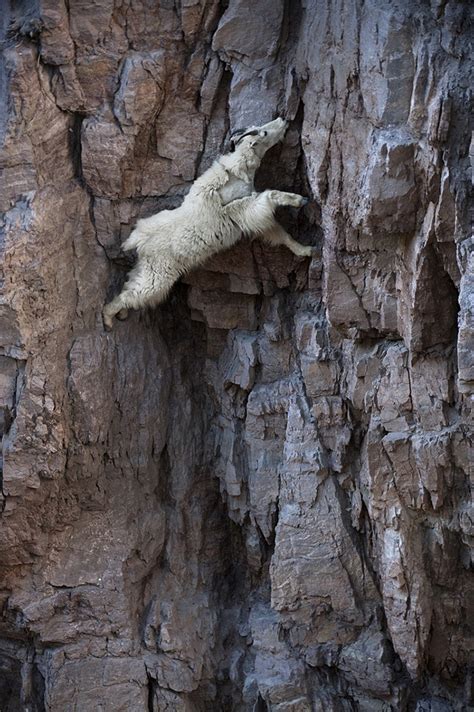 These 36 Goats On Cliffs Don’t Know What Fear Is | Bored Panda