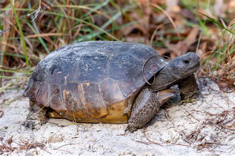 Celebrating the Gopher Tortoise - Alabama Cooperative Extension System