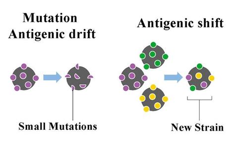 Antigenic Drift and Antigenic Shift in Influenza Virus • Microbe Online