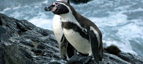 Family Spheniscidae - Peru Aves