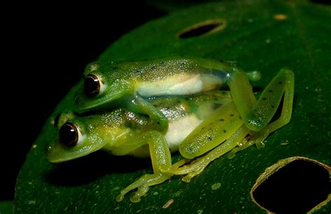 Nicaragua Giant Glass Frog Facts and Pictures