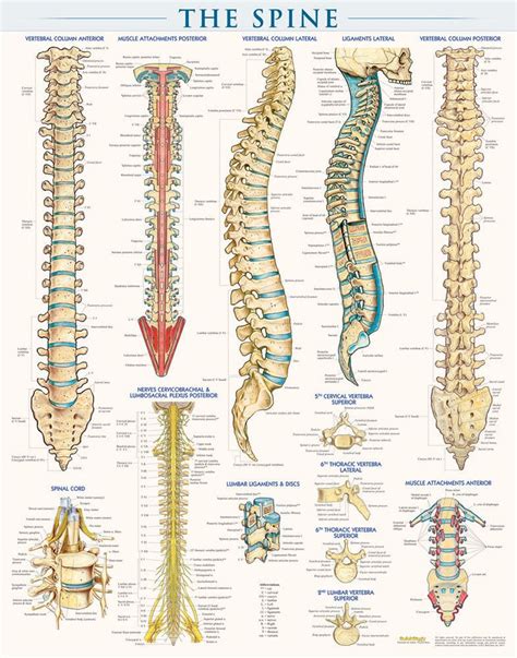 QuickStudy The Spine Laminated Poster | Anatomy, Reflexology, Medical ...