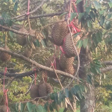 Kebun durian bawor, kebun durian siap Panen - Kavling Rumah Halal