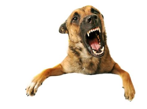 Fear Aggression Toward Dogs - Chihuahua Training Tips