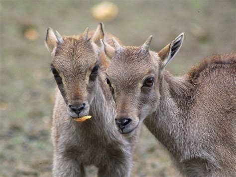 Himalayan Tahr Facts, Distribution, Habitat, Diet, Pictures