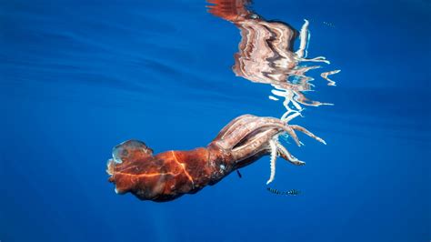 Giant squid: The real-life ocean Kraken | Live Science