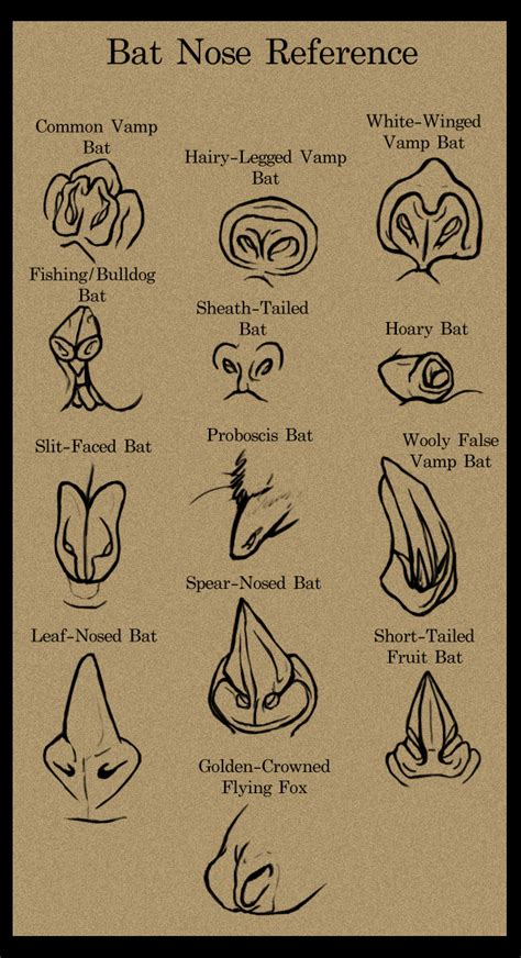 Bat art, Bat anatomy, Bat