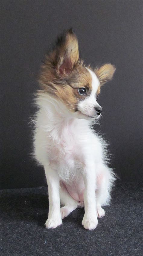 Little Sofie is a tiny Papillon puppy, 3 pounds at 3 months old ...