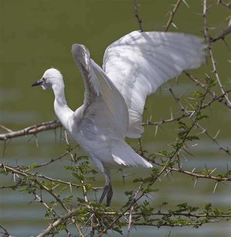 Pictures and information on Cattle Egret