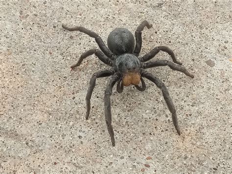 Geolycosa (Burrowing Wolf Spiders) in Texas United States