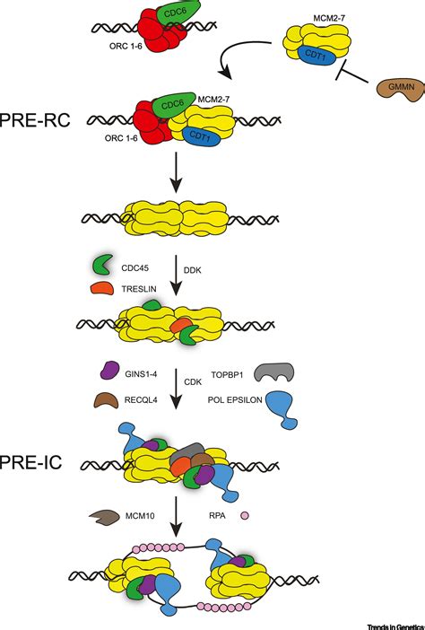 Spotlight on the Replisome: Aetiology of DNA Replication-Associated ...