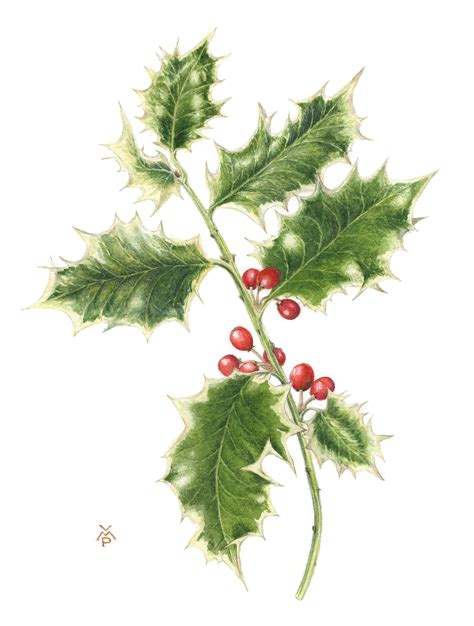 Watercolour painting of a Holly twig with red berries | Christmas ...