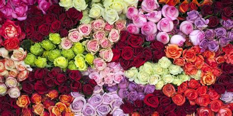 14 Rose Color Meanings - What Do the Colors of Roses Mean for Valentine ...