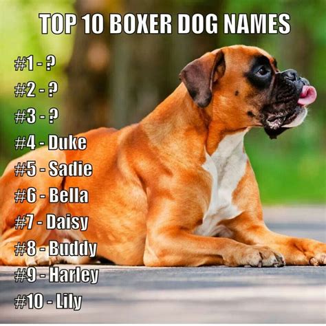 39+ Names For Boxer Puppy Photo - Bleumoonproductions