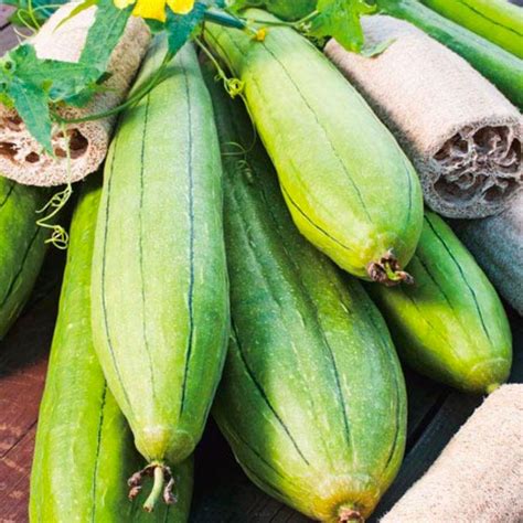 Luffa Seeds - Beetham Nurseries