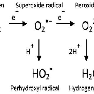 Asada–Halliwell pathway of hydrogen peroxide scavenging and ascorbic ...