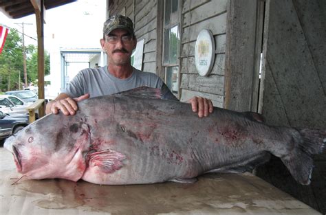 Florissant angler nets new official state record blue catfish, with ...