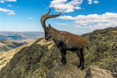 Ibex | Wild Mountain Goat, Alpine Species & Conservation Status ...