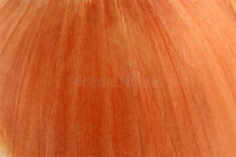 Onion skin microscopic stock photo. Image of educational - 5603796