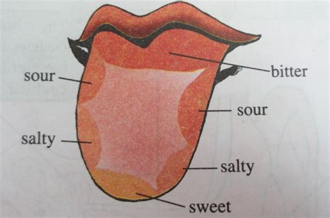 The World Through Our Senses: Sense of Taste