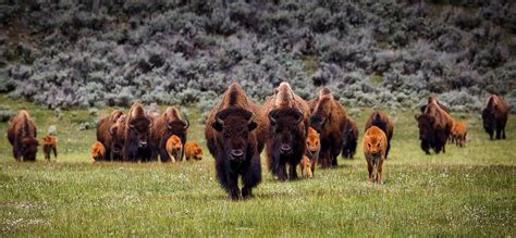 Bison of Yellowstone National Park | BrushBuck Wildlife Tours