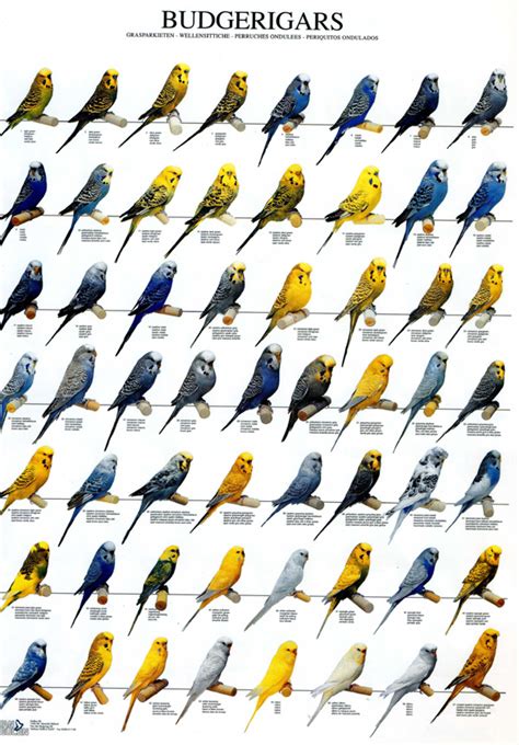 Budgies are Awesome: Budgerigar poster