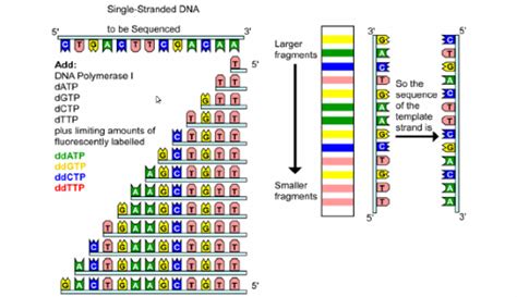 What is DNA sequencing? | Socratic