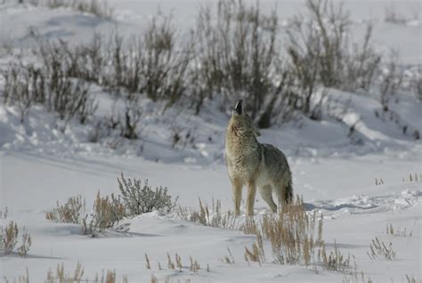 Coyote (Canis latrans) - Jewel Cave National Monument (U.S. National ...