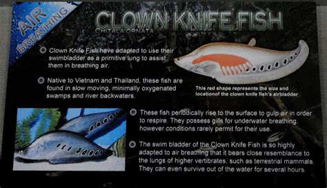 Clown Knifefish - Belle Isle Aquarium