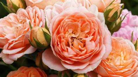 10 Types Of Old-Fashioned English Roses - AZ Animals