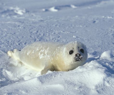 Seals vs. Sea lions — Sea Smart: Help Us Protect Our Ocean