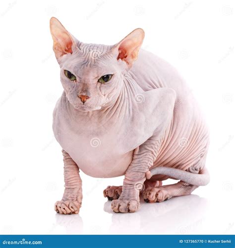 Bald Cat. Cat Of Breed Sphinx. Naked Cat Stock Photography ...