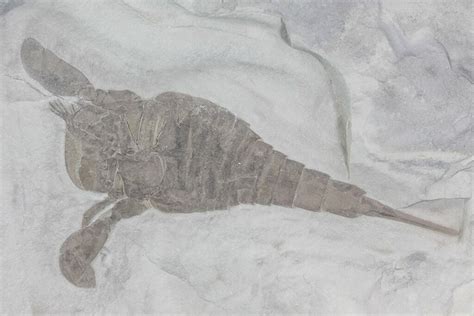 New York State Fossil - Sea Scorpion (Eurypterus remipes) - FossilEra.com