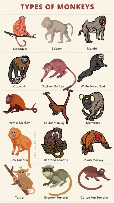 Monkey Species List With Pictures