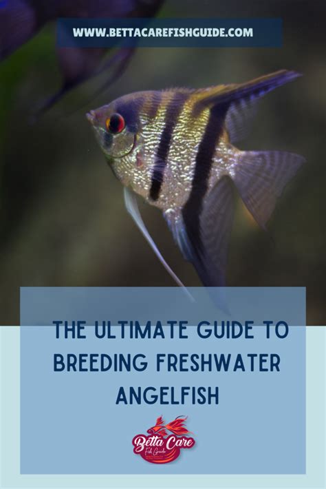 The Ultimate Guide to Breeding Freshwater Angelfish - Betta Care Fish Guide