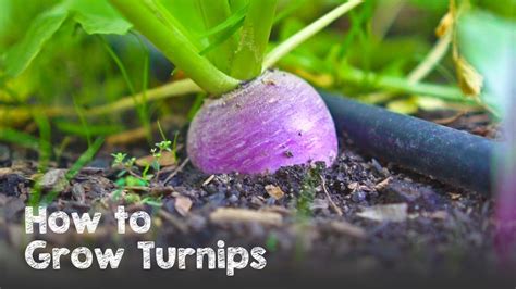 How to Grow Lots of Turnips from Seed to Harvest - YouTube