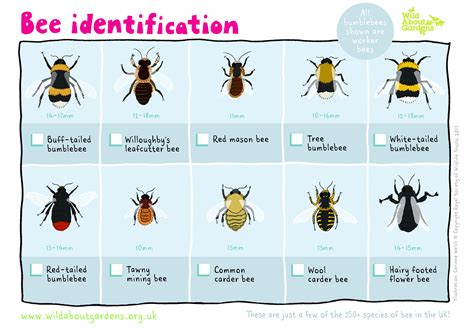 Save bees and pollinators | The Wildlife Trusts