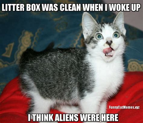 Bugs, Bugs, Begone! | Cat memes clean, Funny cat memes, Cat memes