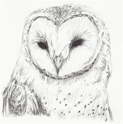 Simple Owl Sketch at PaintingValley.com | Explore collection of Simple ...