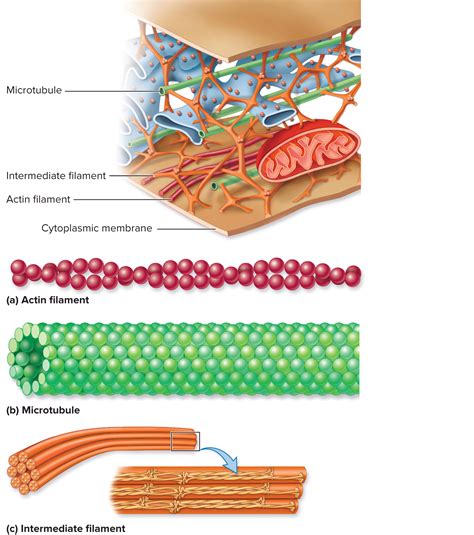 What is microtubules function